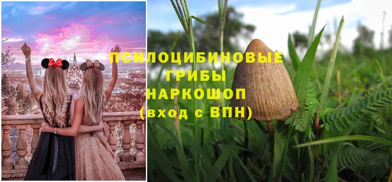 Псилоцибиновые грибы Psilocybine cubensis  MEGA как зайти  Верхняя Салда  сколько стоит 